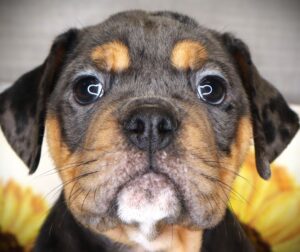 Petland Iowa City, Iowa Victorian Bulldog puppy available