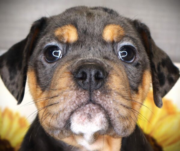 [#261894-03]  - Blue Merle F Victorian Bulldog Puppies For Sale