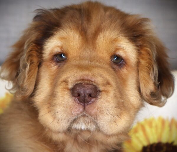 [#261740-04]  - Chocolate Merle F Hippo Mini Puppies For Sale