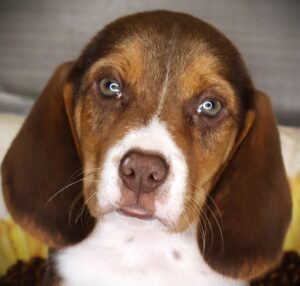 Petland Iowa City, Iowa Beagle puppy available