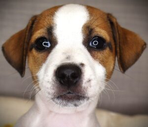 Petland Iowa City, Iowa Jack Russell Terrier puppy available