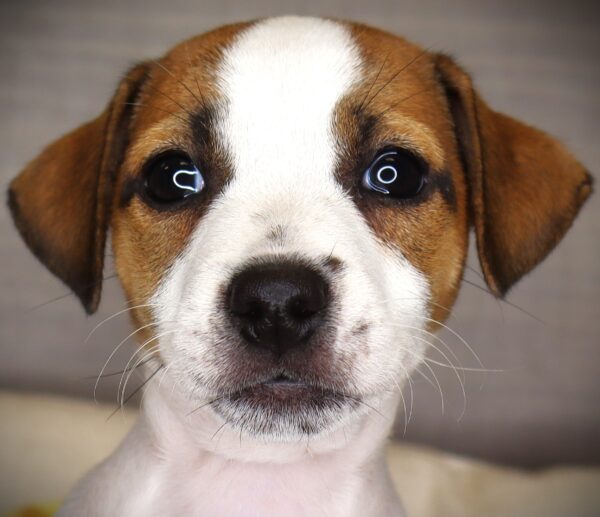 [#262376-04] Libby - Brown & White F Jack Russell Terrier Puppies For Sale