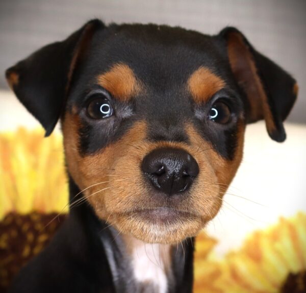 [#262337-05] Maddox - Black & Tan M Miniature Pinscher Puppies For Sale