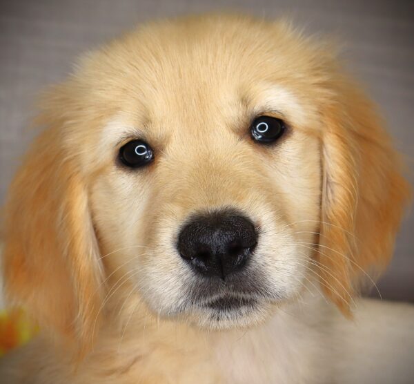 [#26297-09]  - Golden F Golden Retriever Puppies For Sale