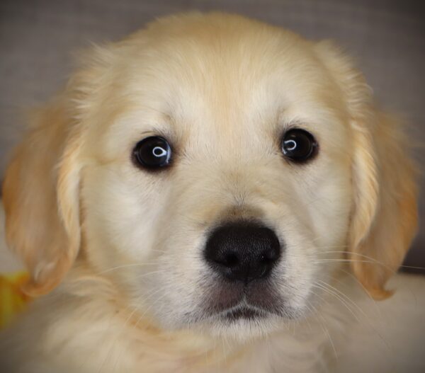 [#26291-02]  - English Cream M Golden Retriever Puppies For Sale