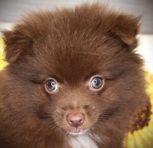 Pomeranian (M) 24896