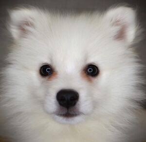 Petland Iowa City, Iowa American Eskimo puppy available