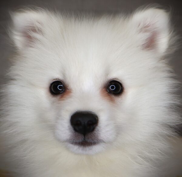 [#262338-01] Hawkeye - White M American Eskimo Puppies For Sale