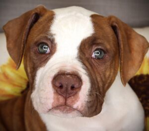 Petland Iowa City, Iowa American Bulldog puppy available