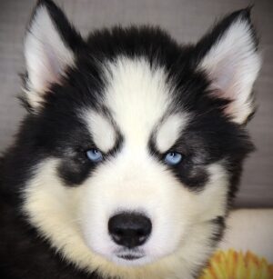 Petland Iowa City, Iowa Siberian Husky puppy available
