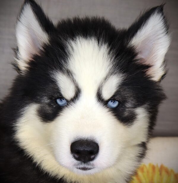 [#262370-05] Cricket - Black & White F Siberian Husky Puppies For Sale