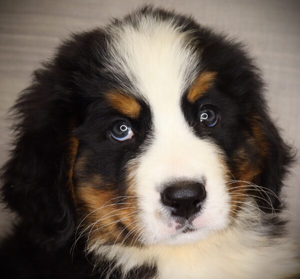 [#262317-02] Scrappy - Black Rust & White M Bernese Mountain Dog Puppies For Sale