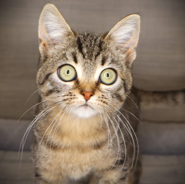 [#261295-05] Julia - Tabby F Devon Rex/Munchkin Kittens For Sale