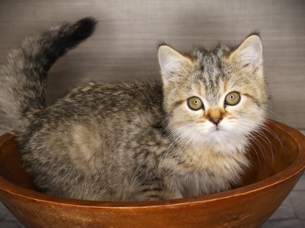 [#262077-01] Rusty - Brown Tabby M Exotic/Siberian Kittens For Sale