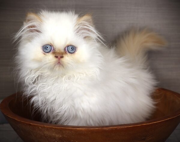 [#261970-03] Max - Flame M Exotic Kittens For Sale
