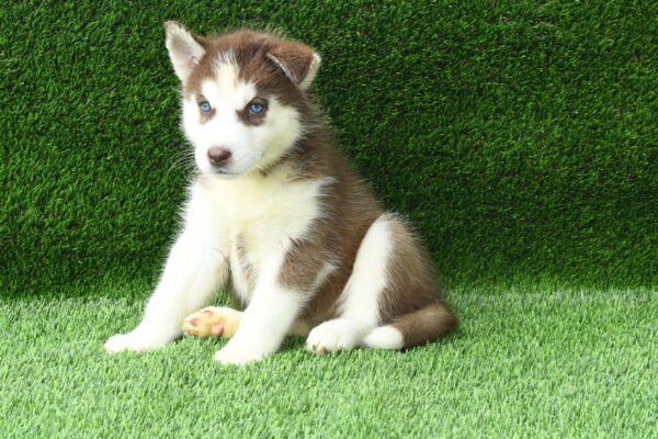 [#262300-07] Fern - Red & White F Siberian Husky Puppies For Sale