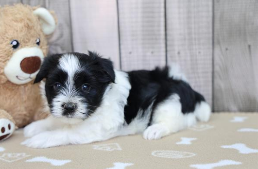 [#261989-01] Reggie - Black & White M Morkie Puppies For Sale