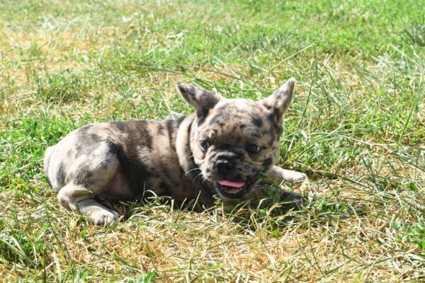 [#262342-01] Theo - Chocolate Merle M French Bulldog Puppies For Sale