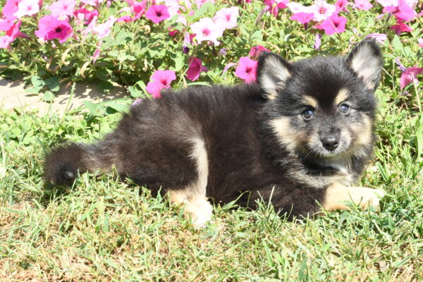 [#262209-01] Eddie - Black & Tan M Pomsky Puppies For Sale