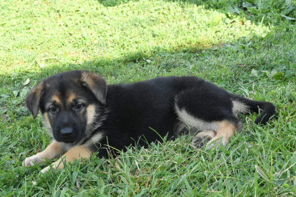 [#262262-01] Rebel - Black & Tan M German Shepherd Puppies For Sale