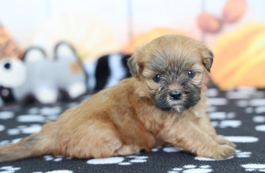 [#262251-03] Huck - Sable M Lhasa Apso Puppies For Sale