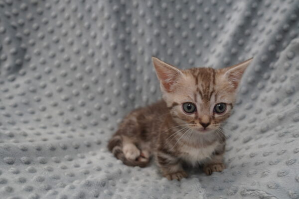 [#261768-03] Felix - Brown Tabby M Devon Rex/Munchkin Kittens For Sale