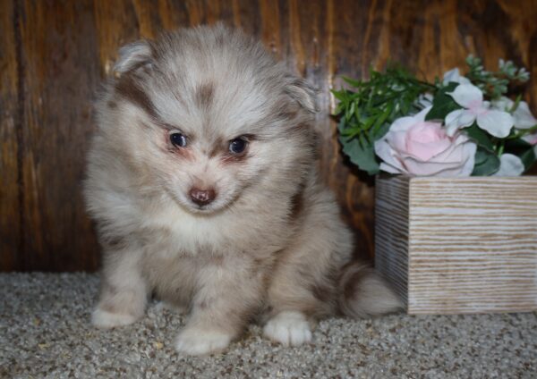 [#262347-03] Toby - Chocolate & Tan M Pomeranian Puppies For Sale