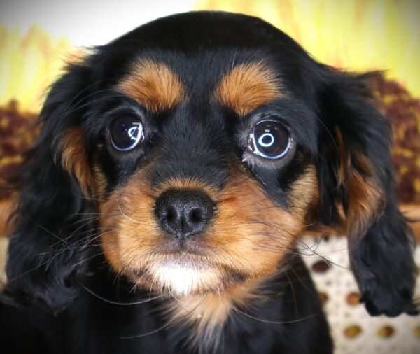 [#262406-06] Betty - Black & Tan F Cavalier King Charles Puppies For Sale