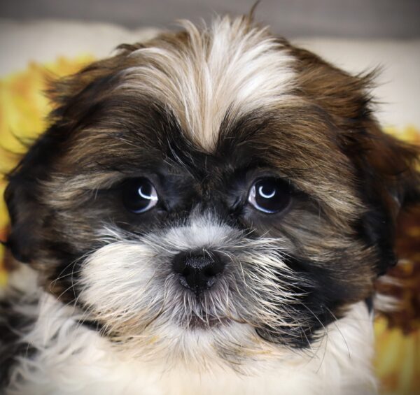 [#262529-03] Abbott - Brown & White M Havashu Puppies For Sale