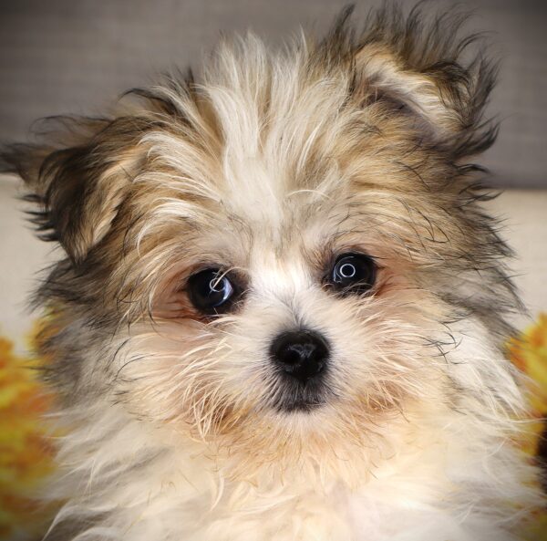 [#262313-01] Simba - Parti M Havapom Puppies For Sale