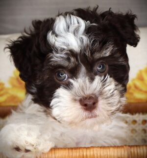 Petland Iowa City, Iowa Havanese puppy available