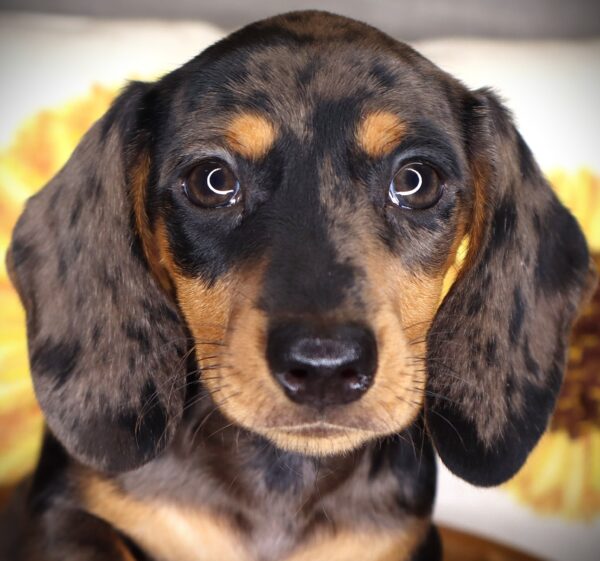 [#262579-01] Bruce - Blue Dapple M Dachshund Puppies For Sale
