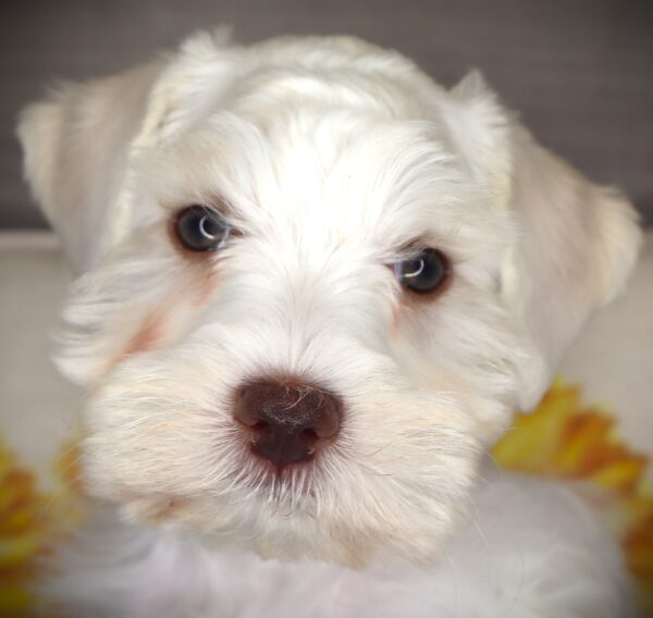 [#262485-04] Bo - White M Mini Schnauzer Puppies For Sale
