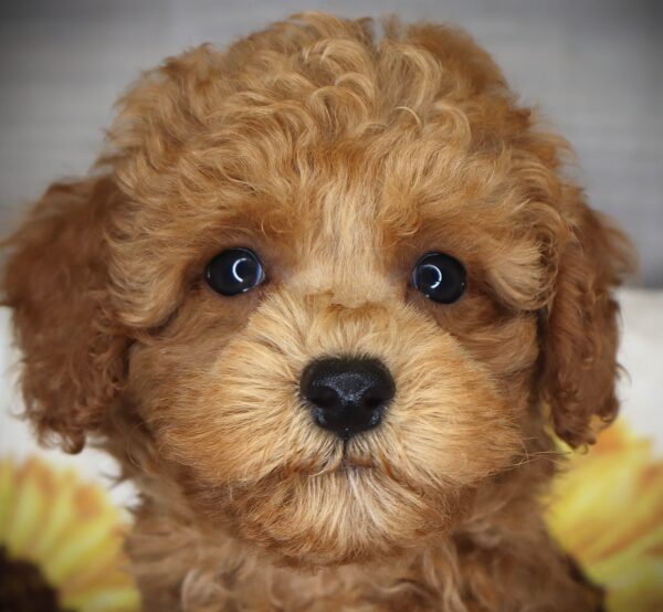 [#262468-04] Ozzy - Red M Poodle Puppies For Sale