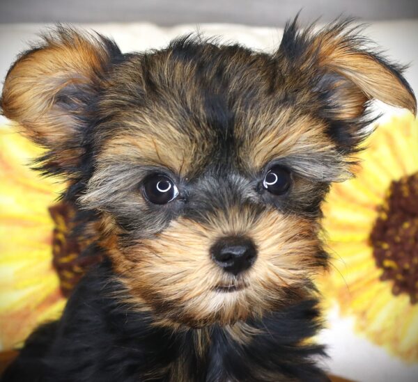 [#262348-03] Nellie - Black & Tan F Yorkshire Terrier Puppies For Sale