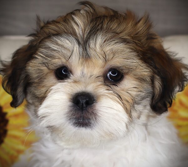 [#262437-02] Eva - Brown & White F Teddy Bear Puppies For Sale