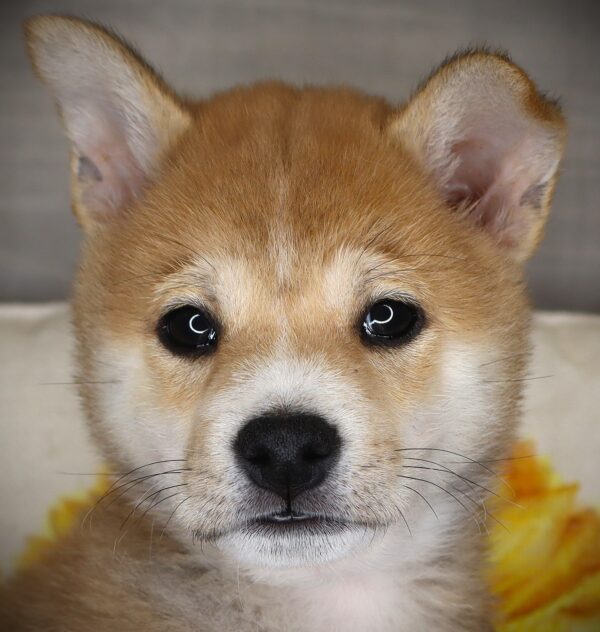 [#262438-02] Leroy - Red Sesame M Shiba Inu Puppies For Sale