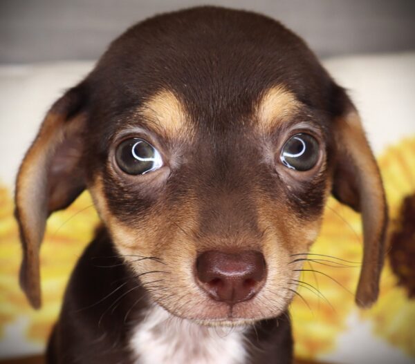 [#261881-03]  - Chocolate / Tan M Chiweenie Puppies For Sale