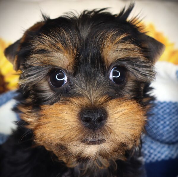 [#261868-04]  - Black / Tan F Yorkshire Terrier Puppies For Sale