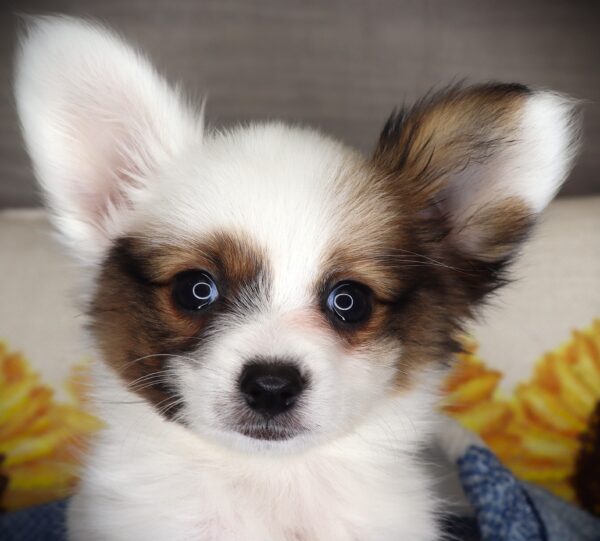[#261944-03]  - Red White / Sable F Papillon Puppies For Sale