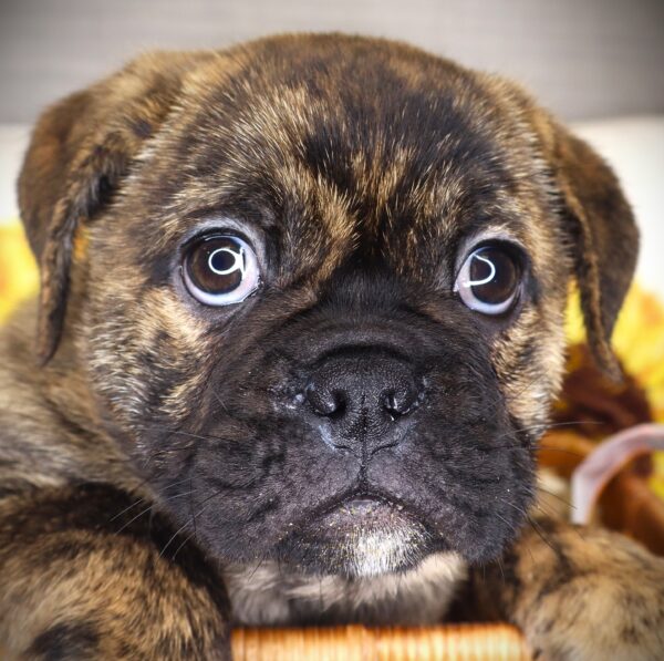 [#2625-03]  - Fawn Brindle M Bulldog/Bulldog Mini Puppies For Sale