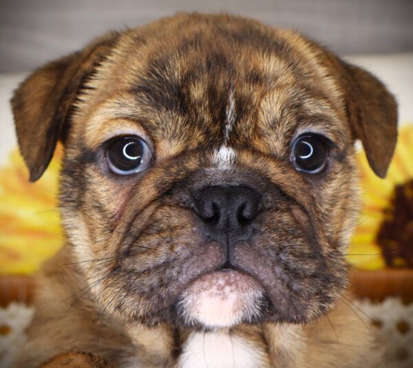 [#2625-04]  - Fawn Brindle M Bulldog/Bulldog Mini Puppies For Sale