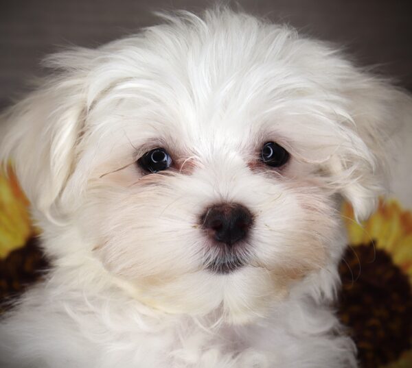 [#262334-01] Clyde - White M Maltese Puppies For Sale