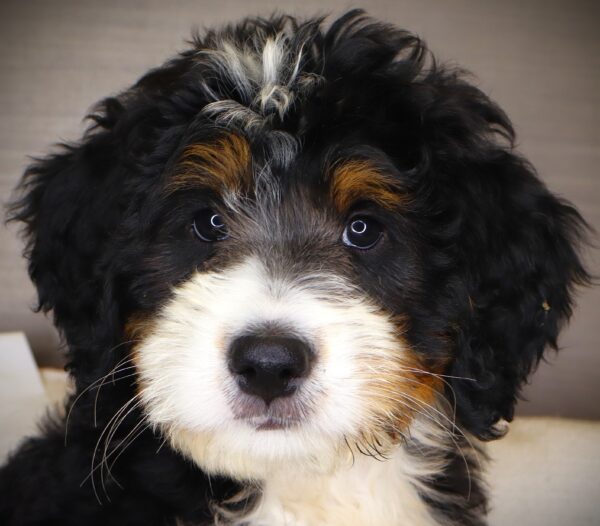 [#262353-06] Mia - Black White & Tan F Bernadoodle Puppies For Sale