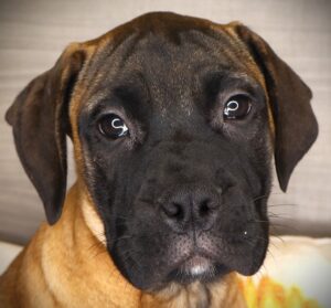 Petland Iowa City, Iowa Bullmastiff puppy available