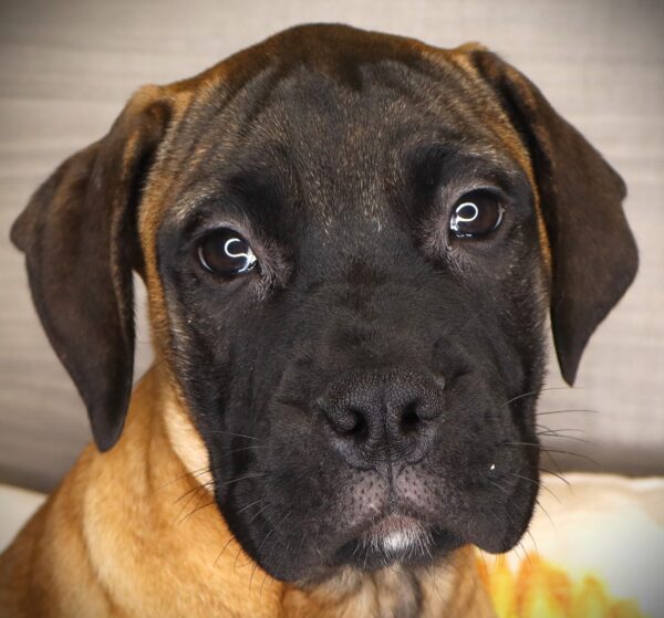 [#262401-11] Lena - Apricot F Bullmastiff Puppies For Sale