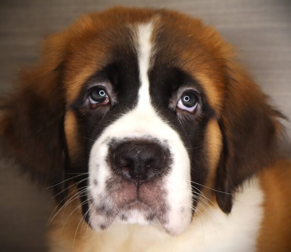 [#26298-04]  - Sable / White M Saint Bernard Puppies For Sale