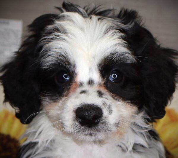 [#262475-04] Autumn - Black & White F Mini Aussiedoodle Puppies For Sale