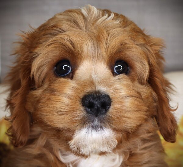 [#262471-02] Fritz - Brown & White M Cavapoo Puppies For Sale