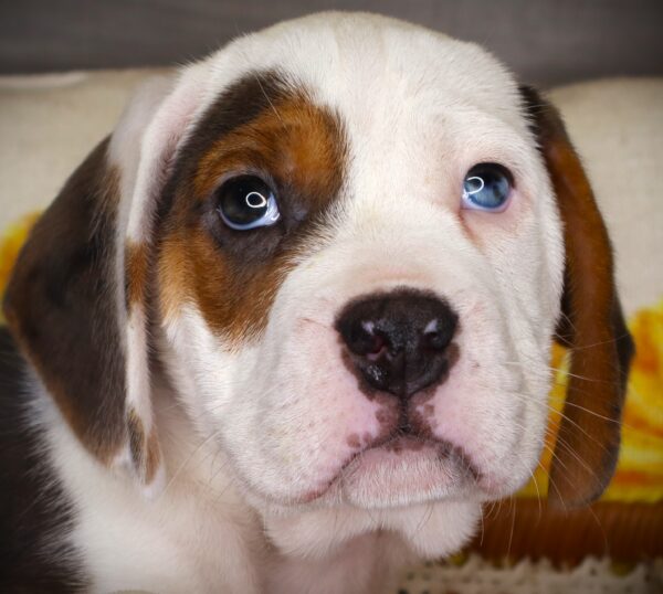 [#26305-03]  - Blue Merle M Beabull Puppies For Sale